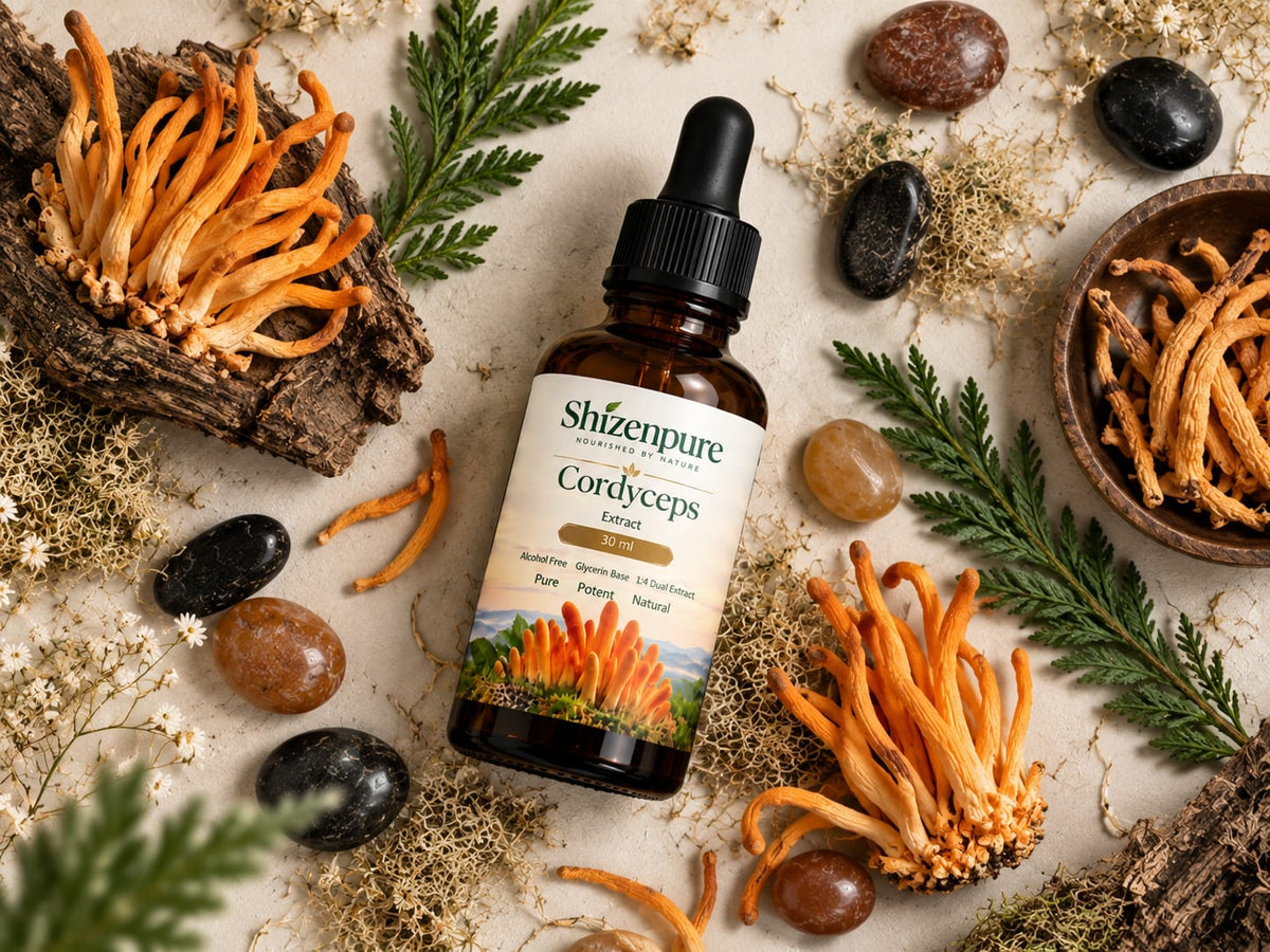 Cordyceps 1:4 Extract